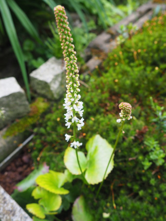 Galax aphylla